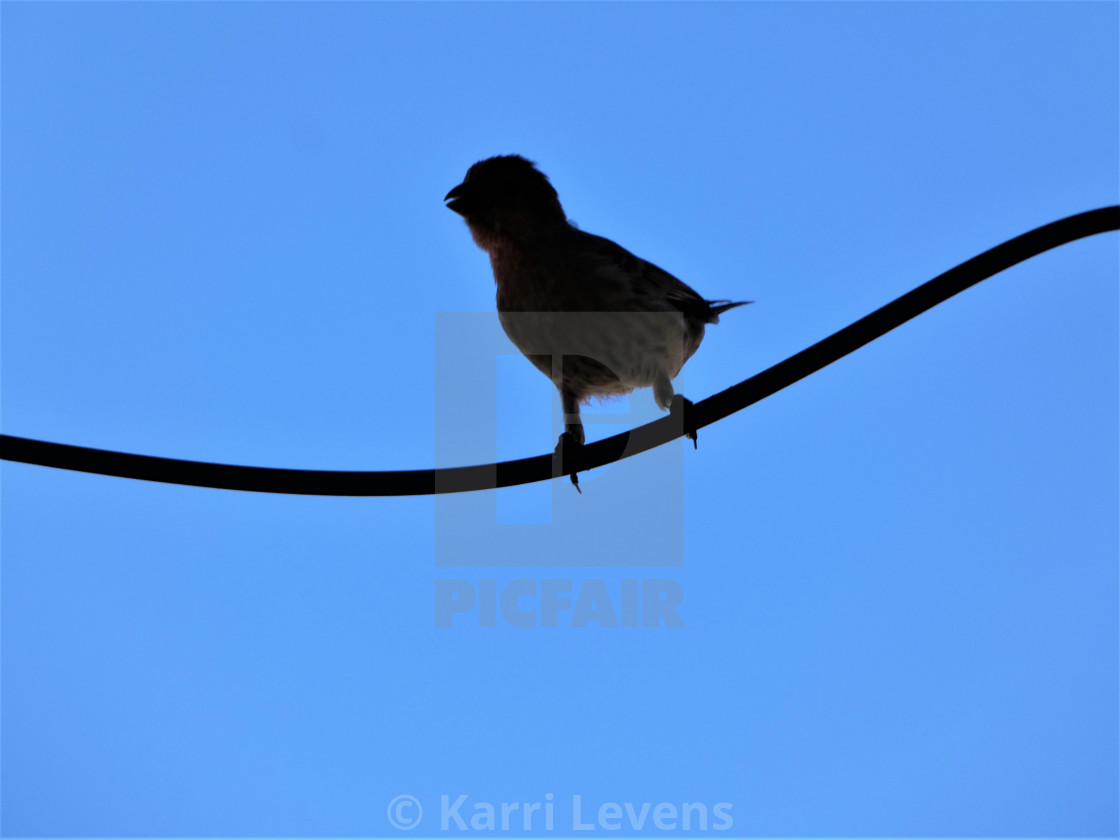 "Photo Of A Silhouette Bird" stock image