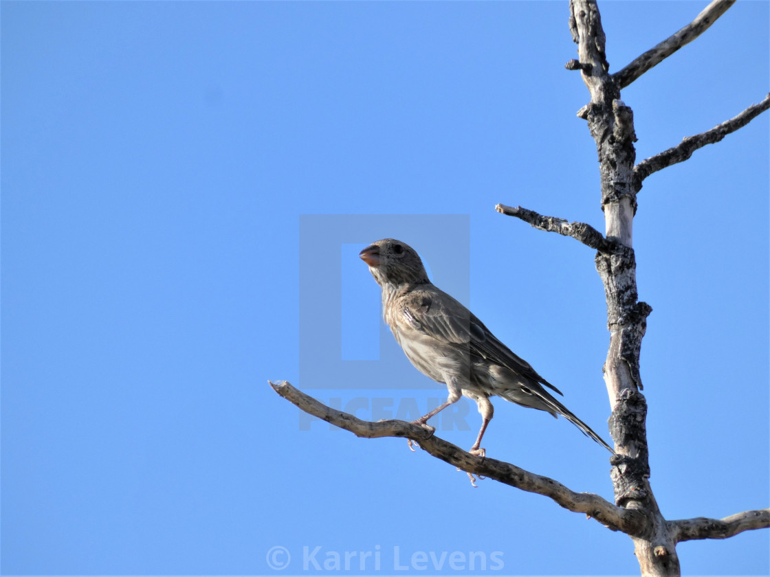 "Photo Of A Bird On A Branch Tree" stock image