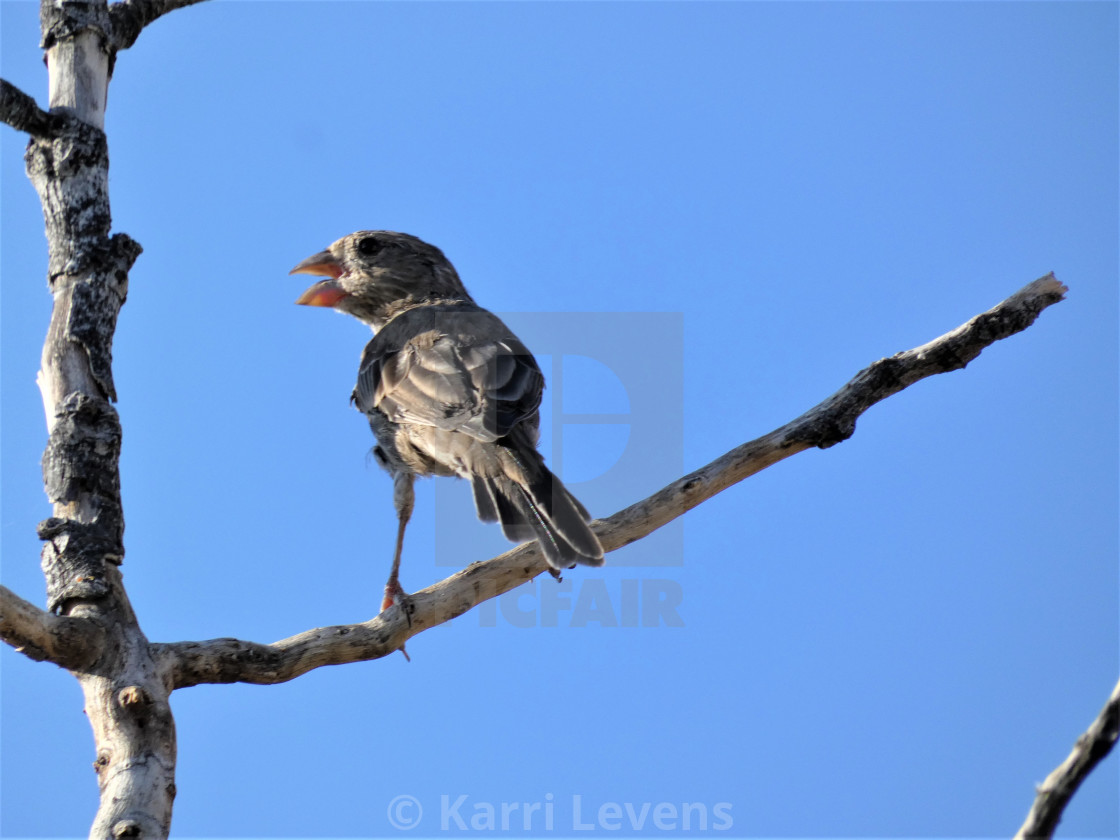 "Photo Of A Bird On A Branch Tree" stock image