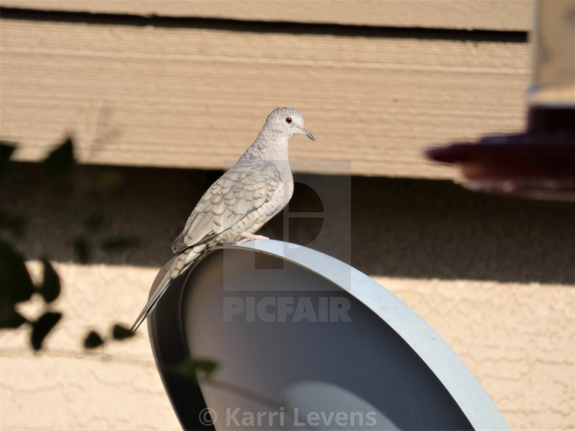 "Photo Of A Dove Bird Sitting On A Satellite Dish" stock image