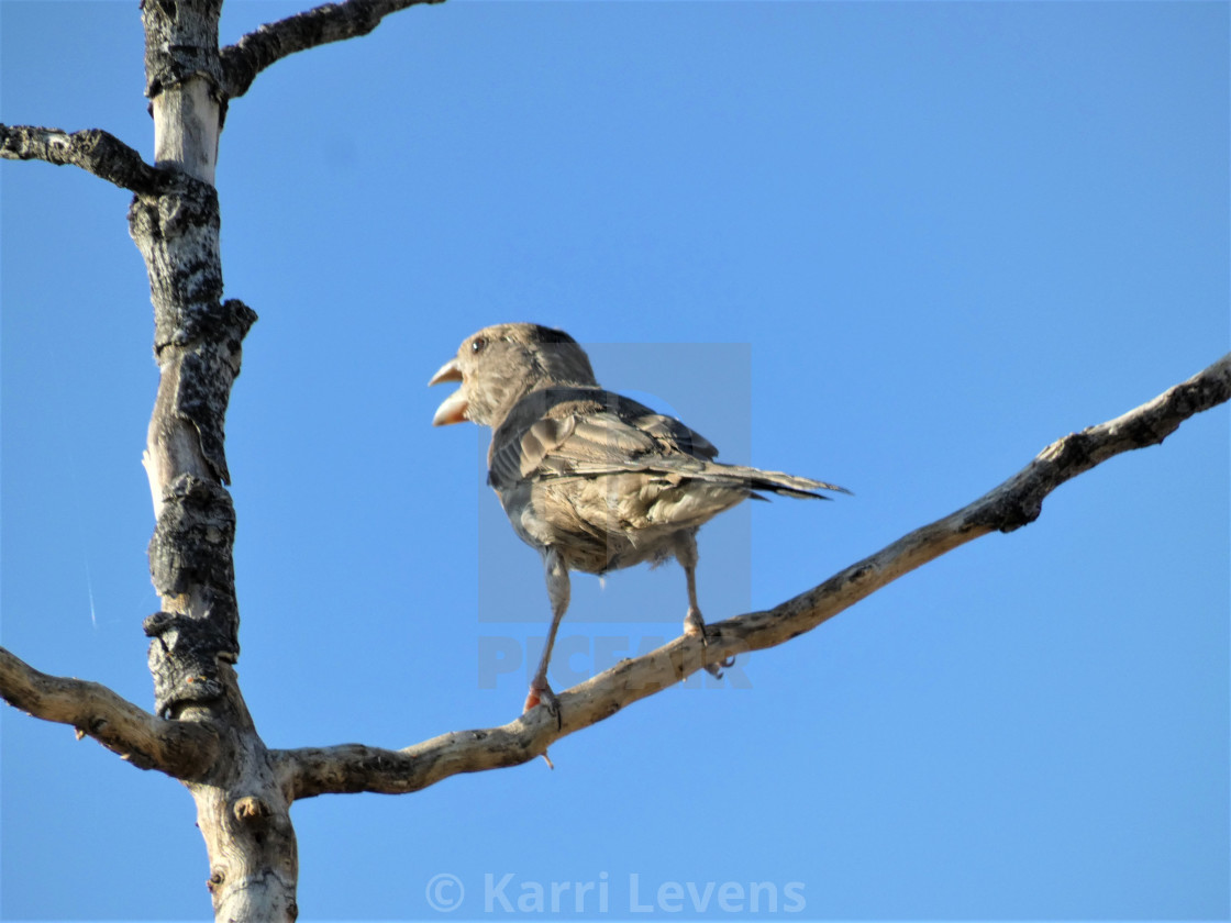 "Photo Of A Bird On A Branch Tree" stock image