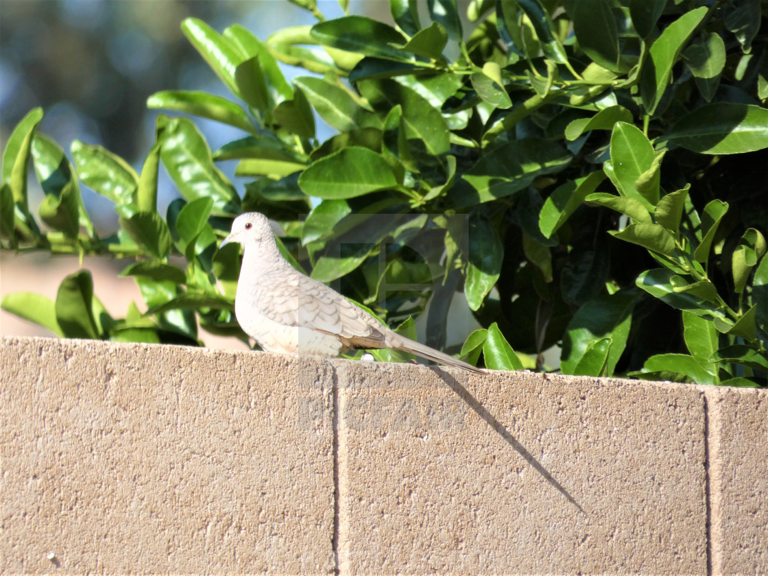 "Photo Of A Dove Sitting On A Brick Wall" stock image