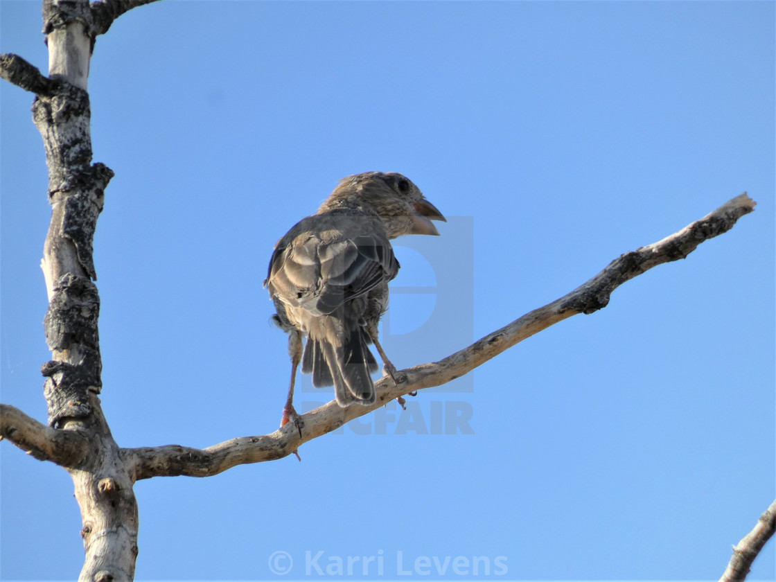 "Photo Of A Bird On A Branch Tree" stock image