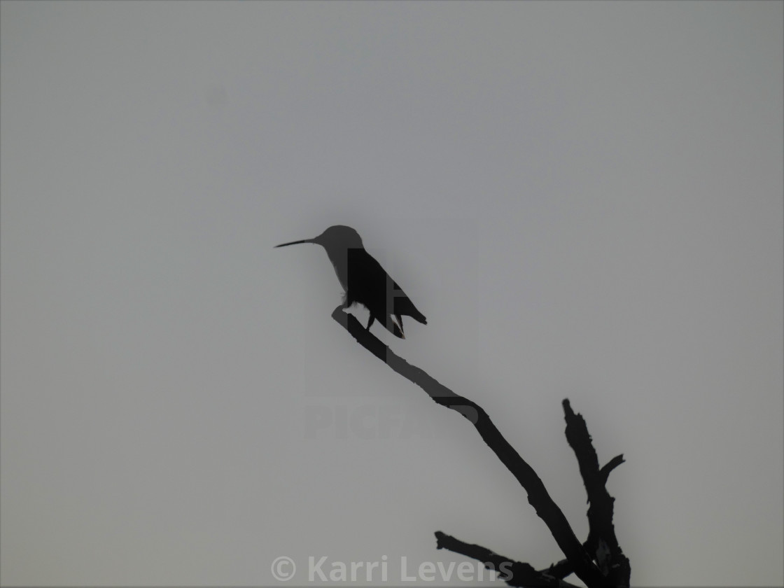 "Photo Of A Silhouette Hummingbird On A Tree Branch" stock image