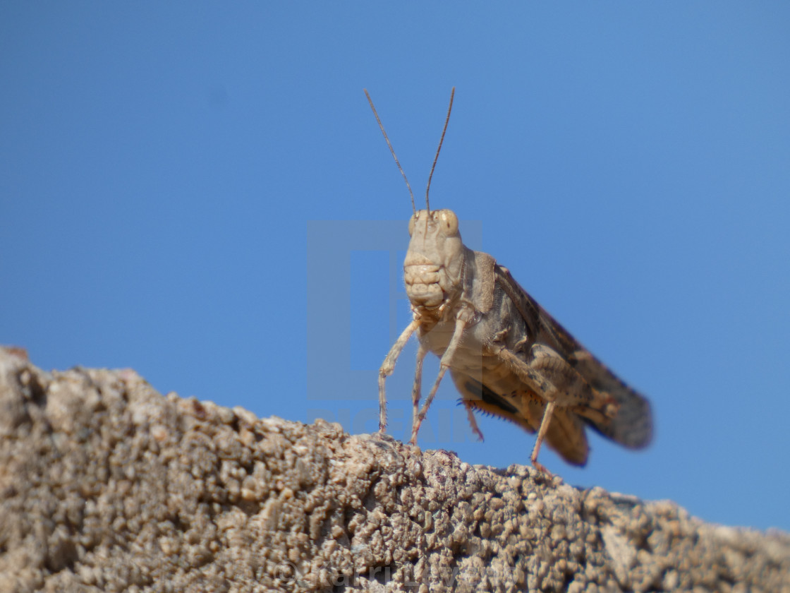 "Photo Of A Grasshopper On A Brick Wall" stock image