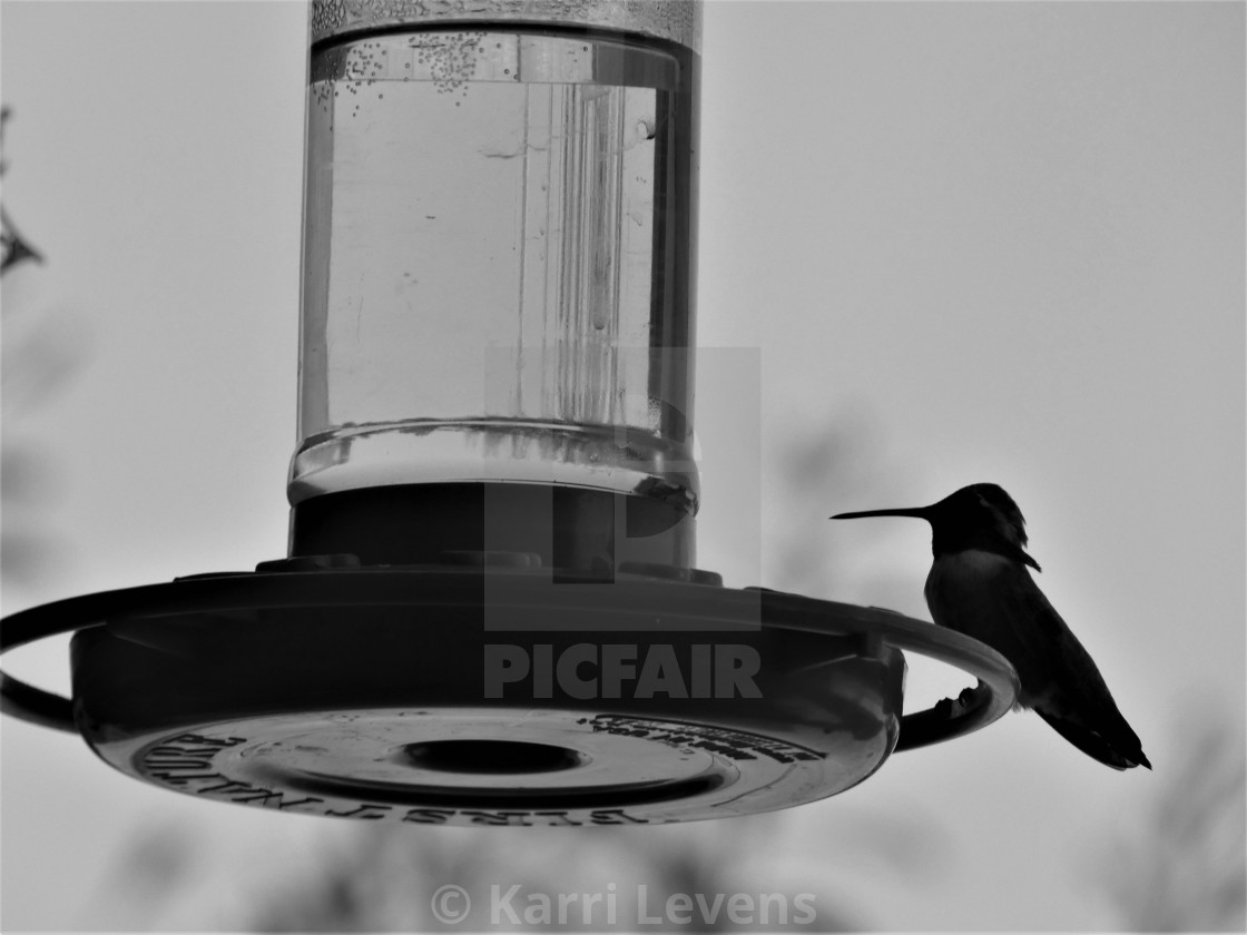 "Photo Of A Silhouette Hummingbird Standing On Feeder" stock image