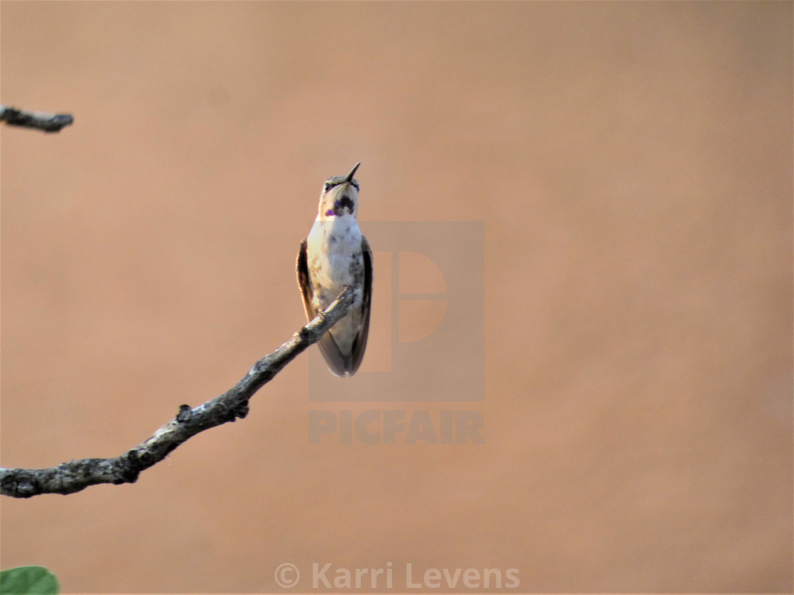 "Photo Of A Hummingbird Standing On A Branch" stock image