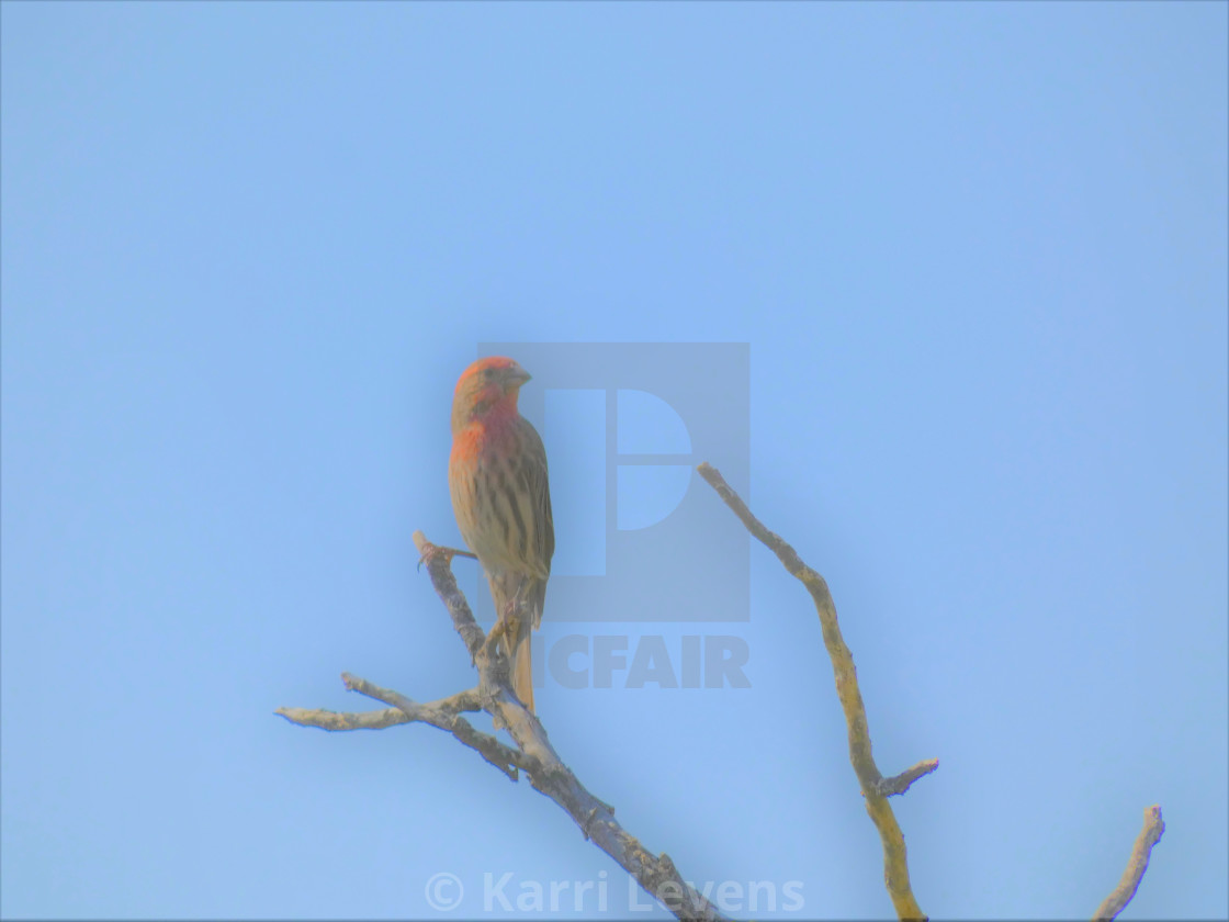 "Photo Of A Bird On A Tree Branch" stock image