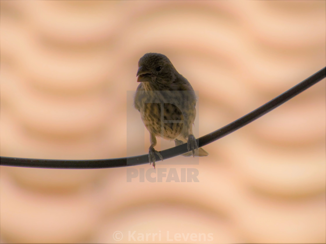 "Photo Of A Bird On A Wire" stock image