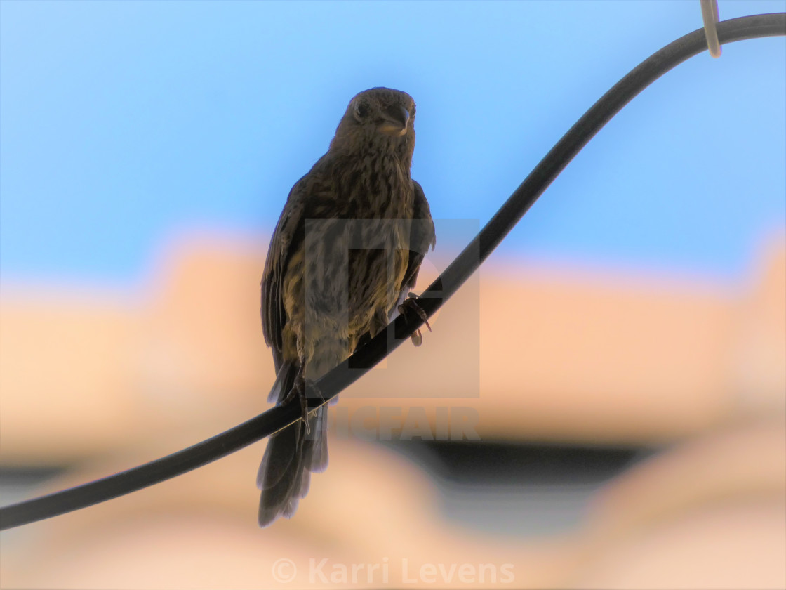 "Photo Of A Bird On A Wire" stock image