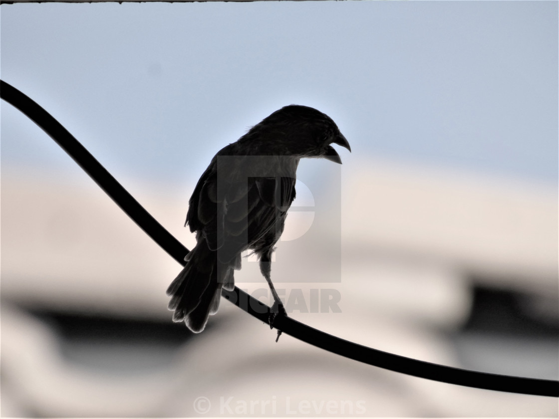 "Photo Of A Bird Silhouette On A Wire" stock image