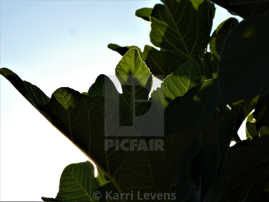 "Photo Of A Sunset Through Leaves" stock image