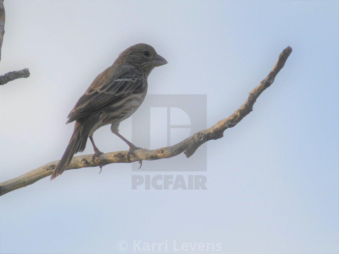 "Photo Of A Bird On A Branch" stock image