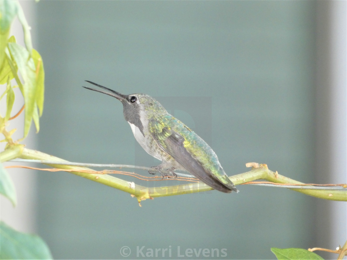"Hummingbird On Vines" stock image