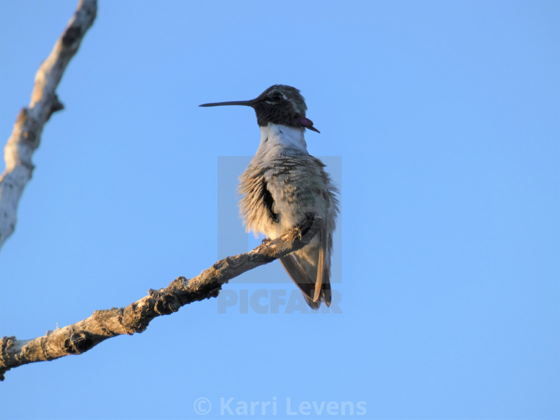 "Hummingbird On A Branch" stock image