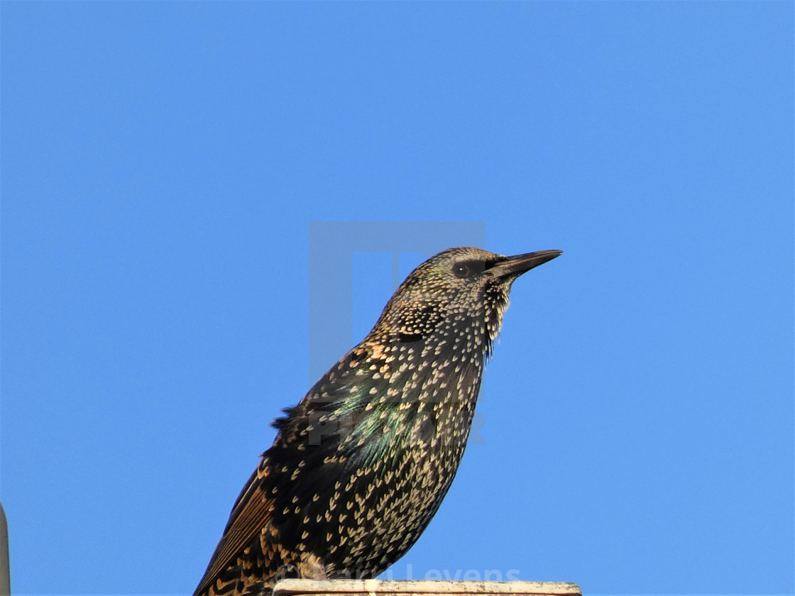 "Large Bird" stock image