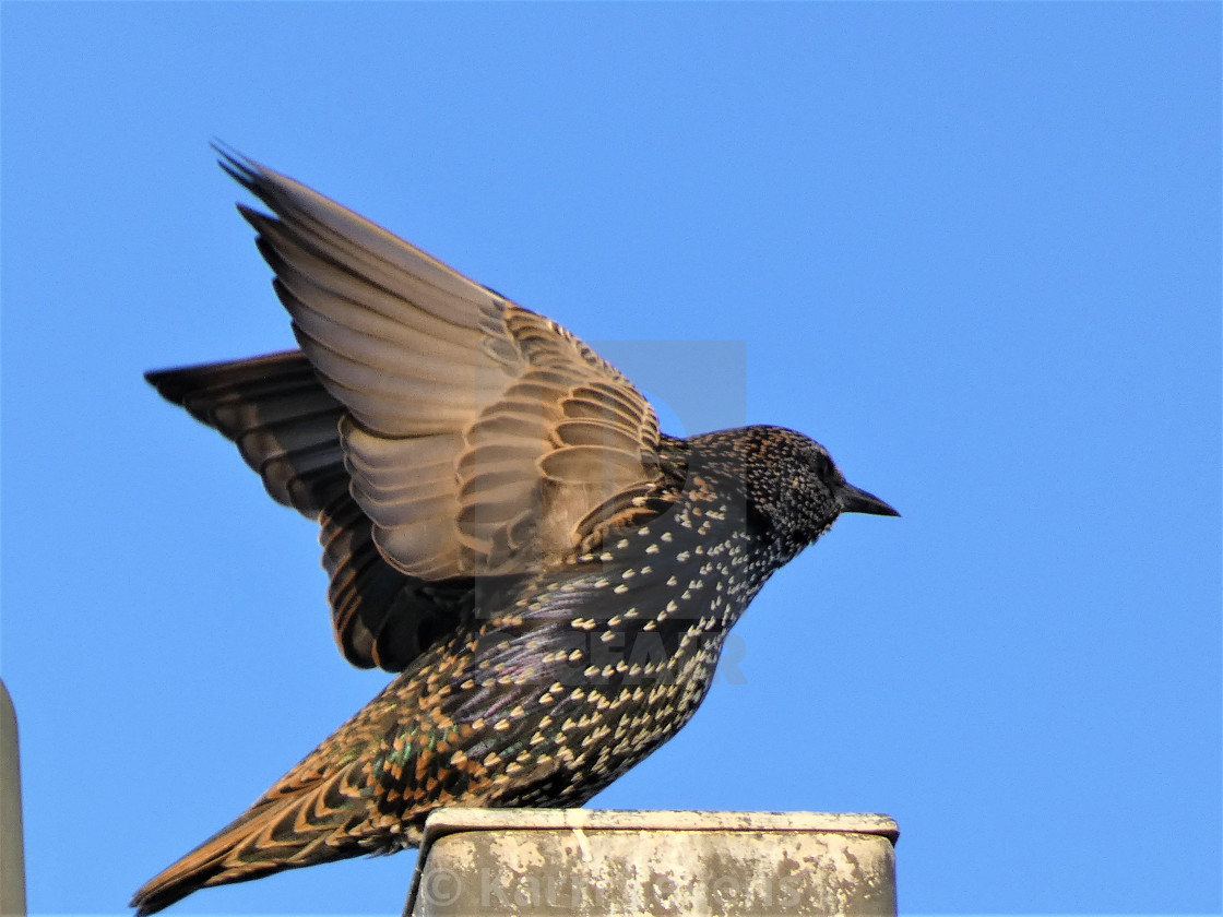 "Large Bird Flapping Wings" stock image