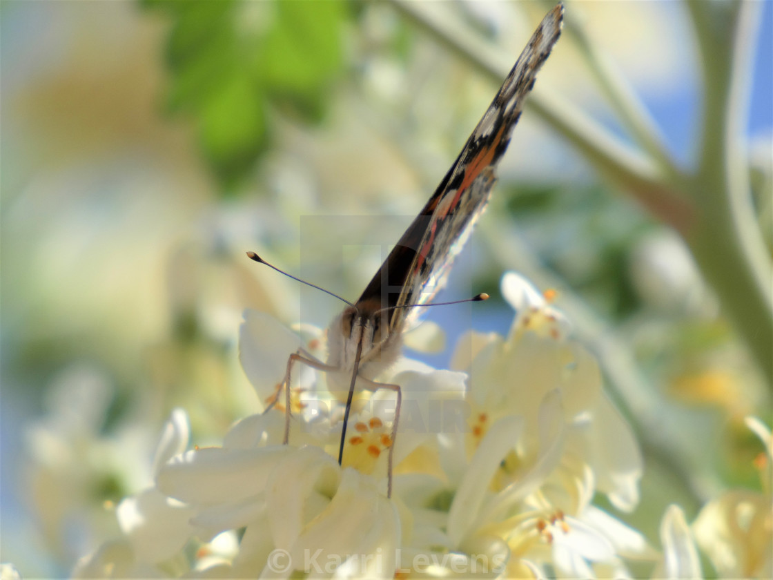 "Butterfly On Flowers" stock image