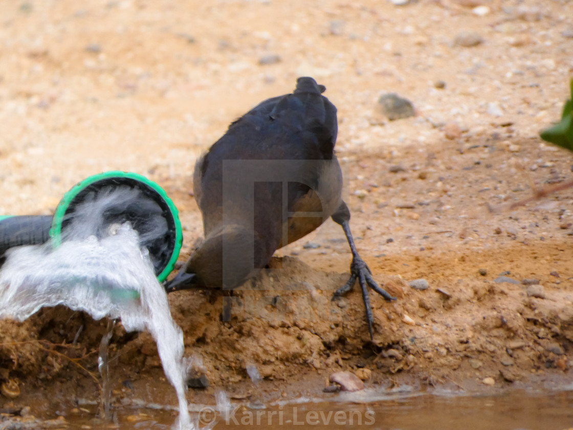 "Arizona Bird Drinking Water From A Hose" stock image