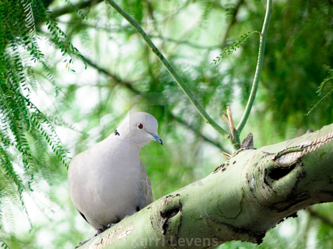 "Arizona Dove Bird In A Tree On A Branch" stock image