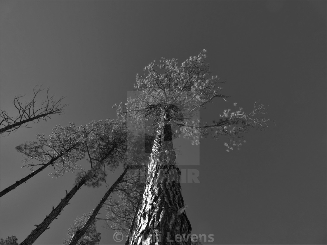 "Black And White Ponderosa Pine Trees" stock image