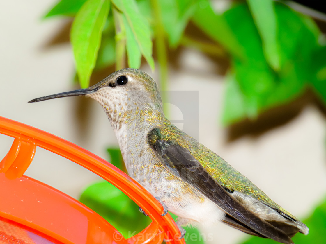 "Hummingbird On A Feeder" stock image