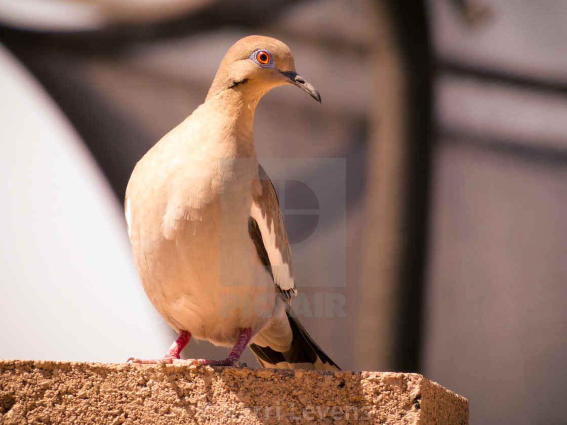 "Dove On A Brick Wall" stock image