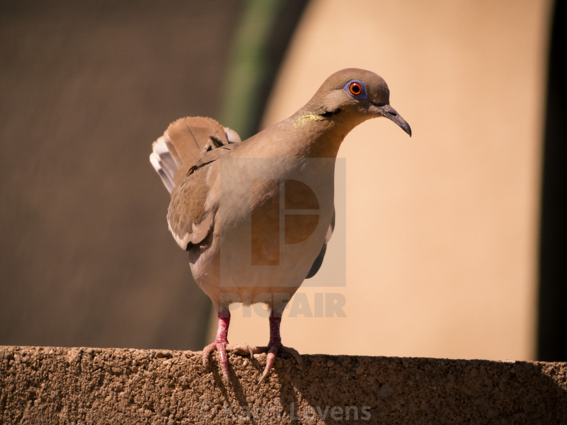 "Dove On A Brick Wall" stock image