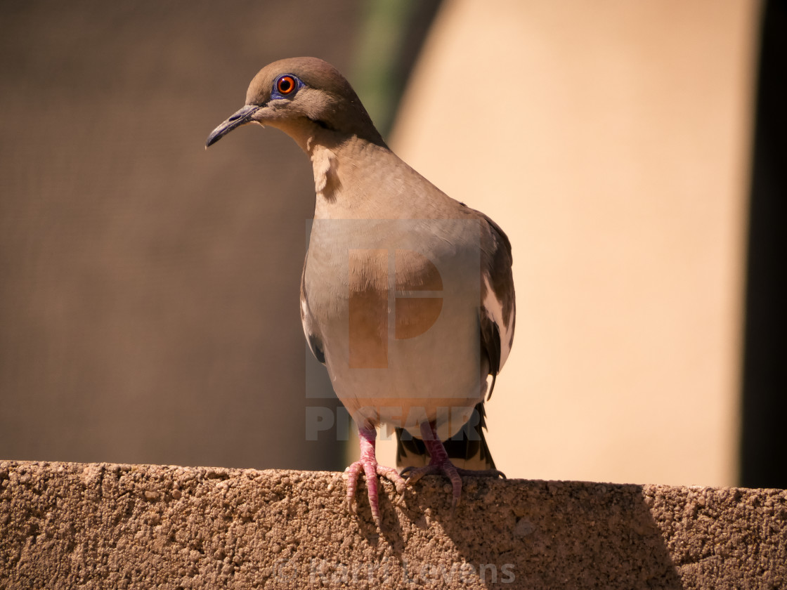 "Dove On A Brick Wall" stock image