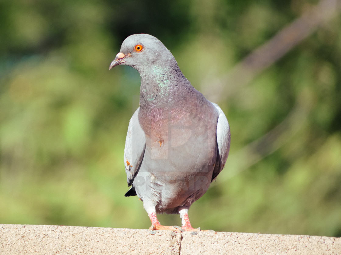 "Close Up Of A Pigeon" stock image