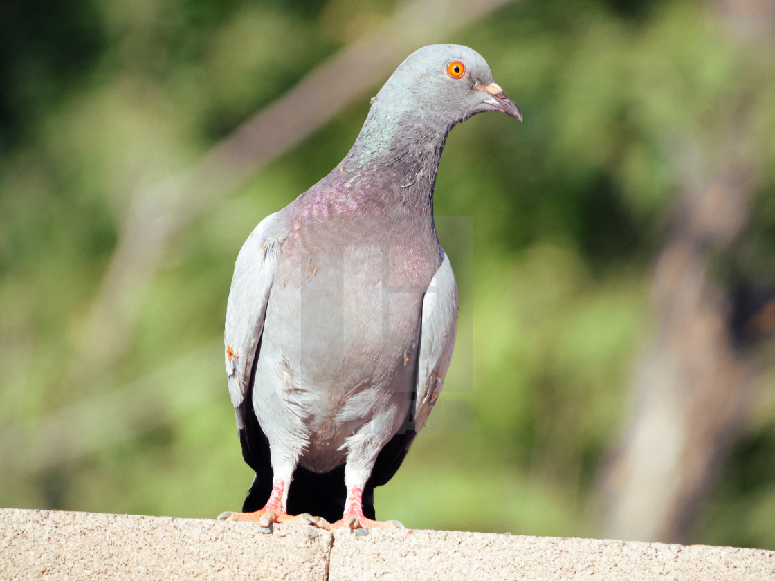 "Close Up Of A Pigeon" stock image