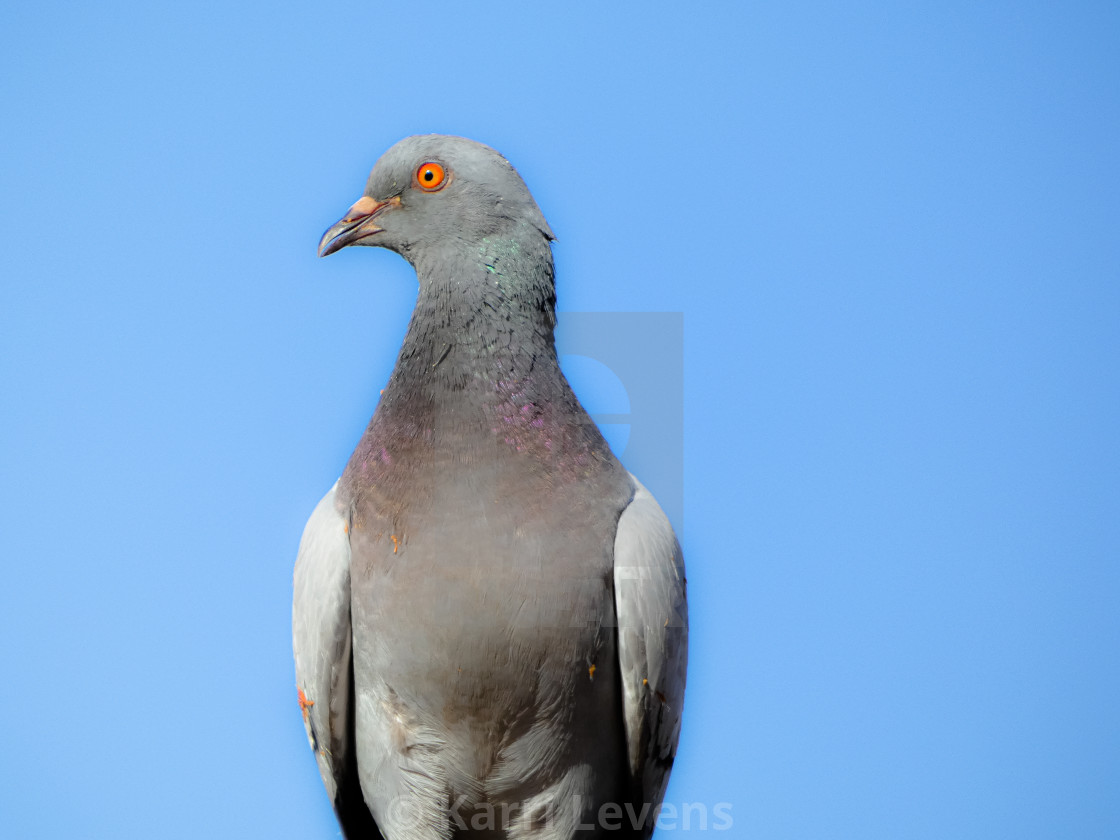 "Close Up Of A Pigeon" stock image