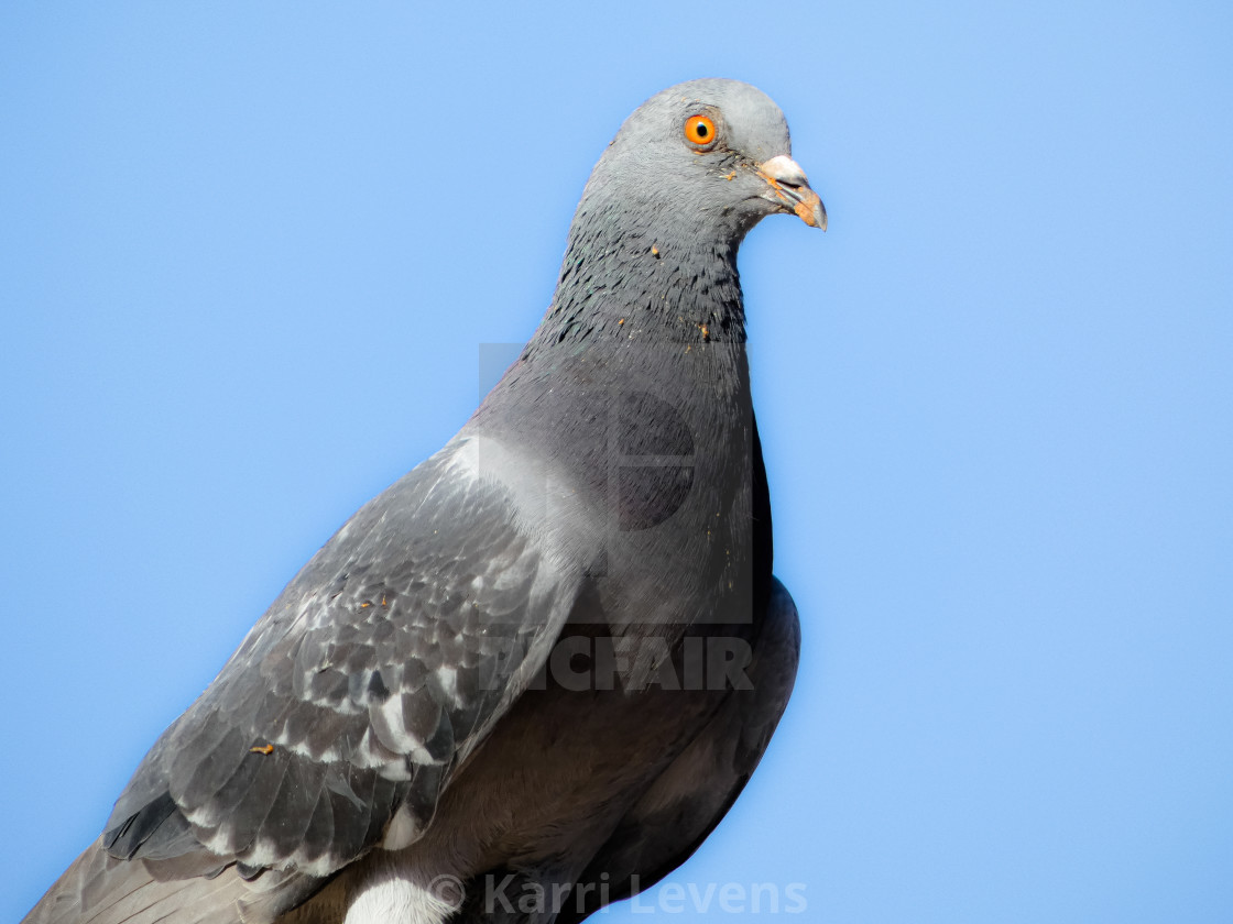 "Close Up Of A Pigeon" stock image