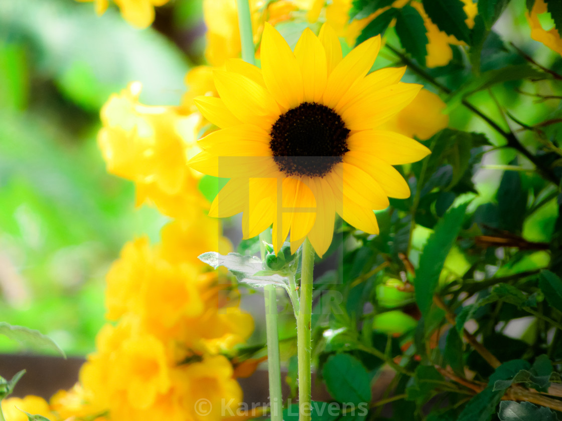 "Close Up Of A Yellow Sun Flower" stock image