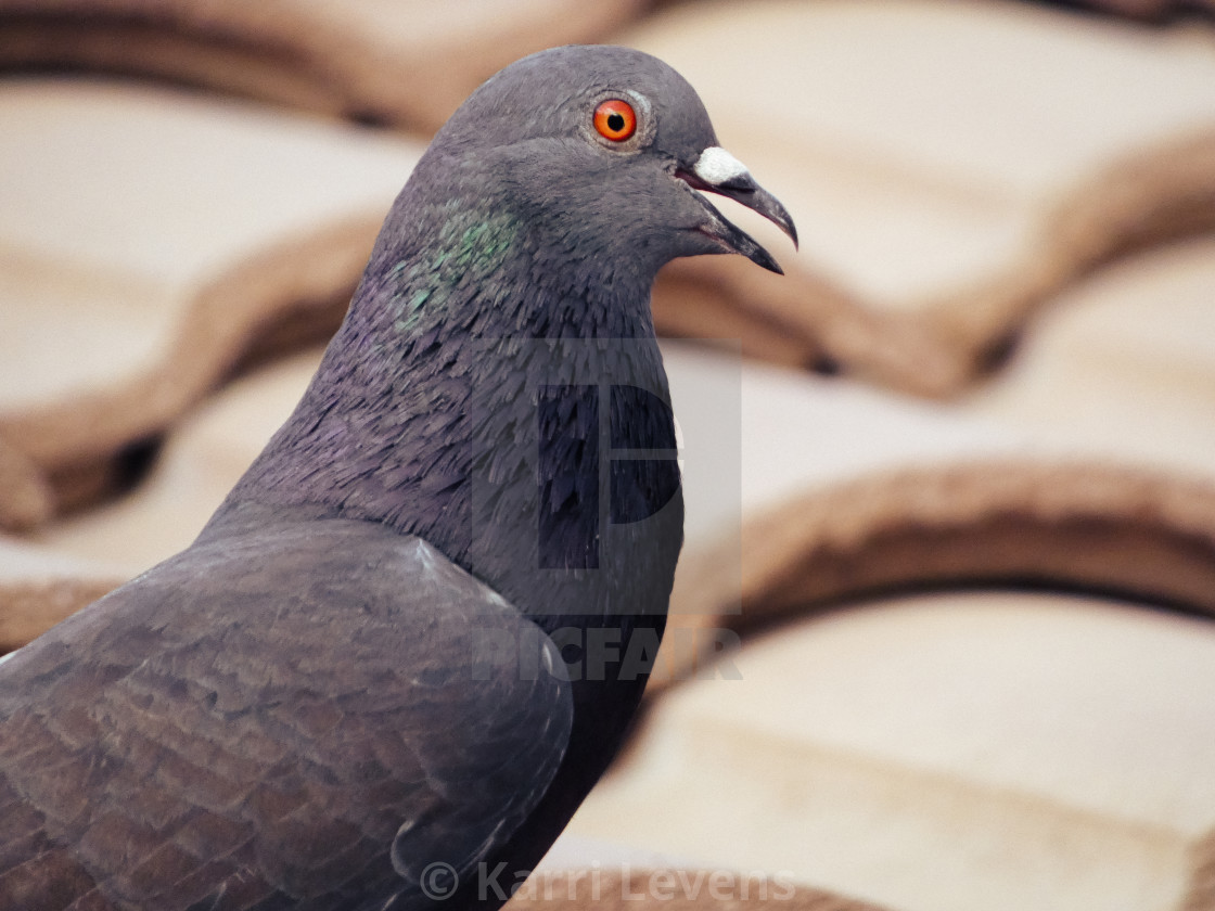 "Close Up Of A Pigeon" stock image