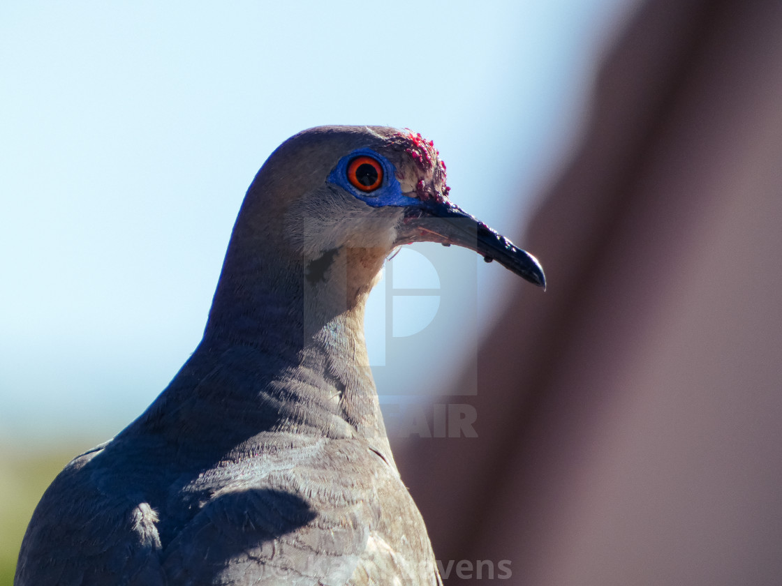 "Dove With Pomegranate On It's Beak And Face" stock image