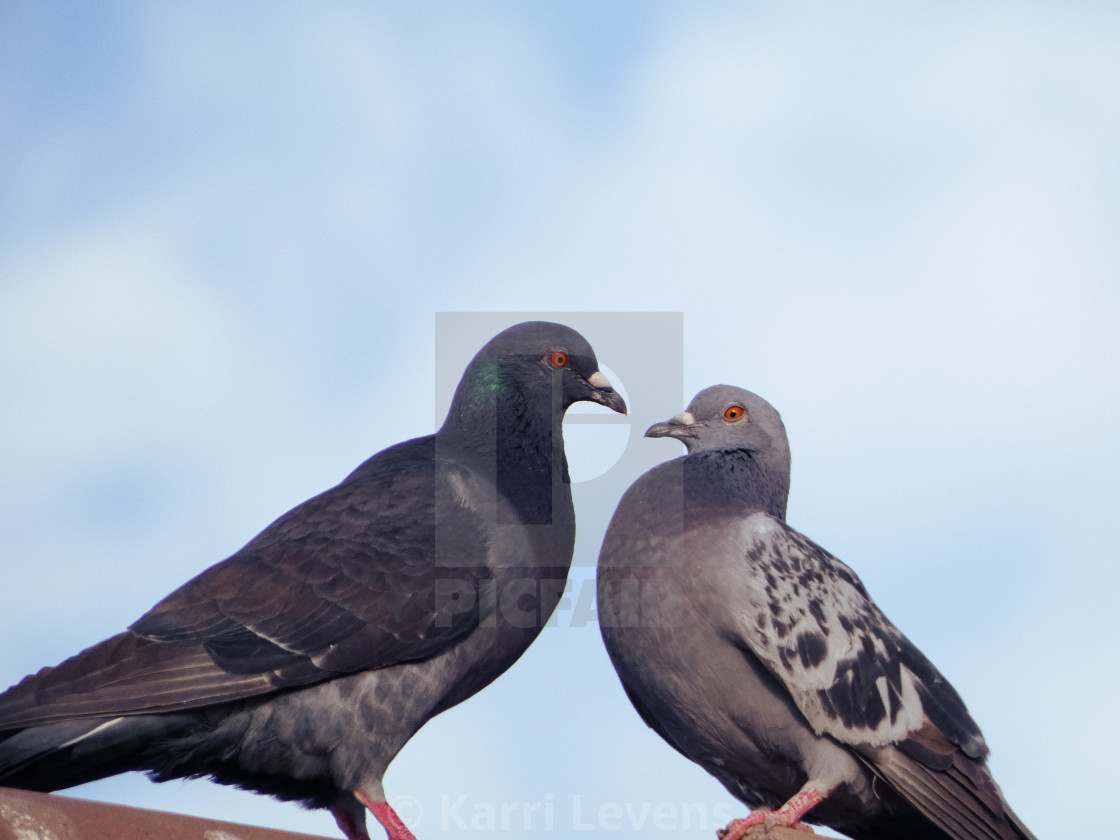 "2 Beautiful Pigeons" stock image