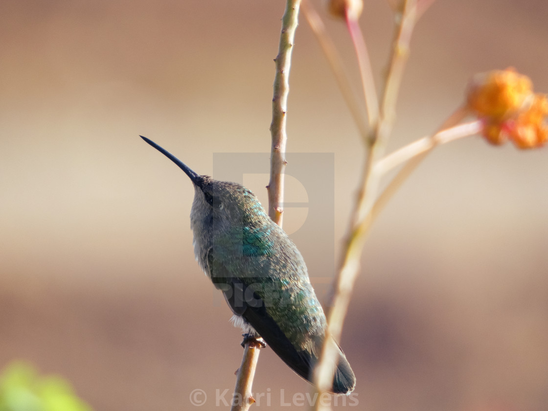 "Close Up Of A Hummingbird" stock image