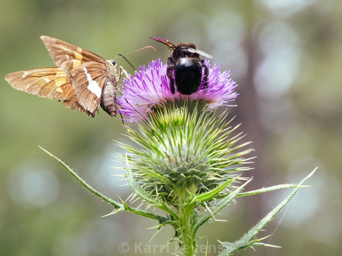 "Brown Butterfly & A Black Bee On A Purple Flower" stock image