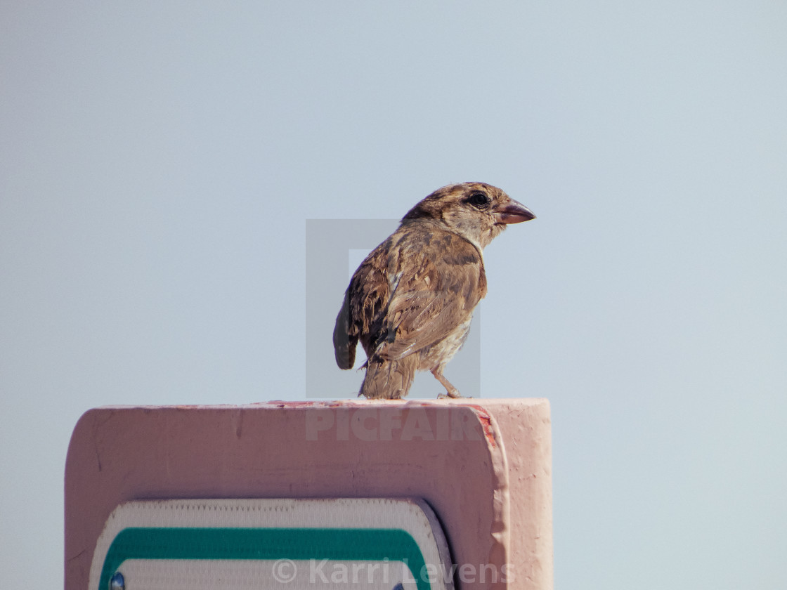 "Sparrow On A Sign" stock image