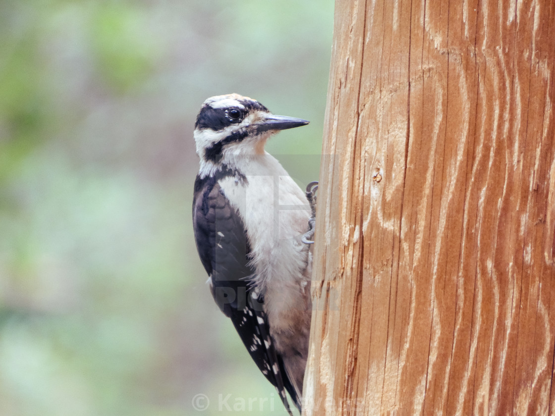 "Woodpecker On a Telephone Pole" stock image