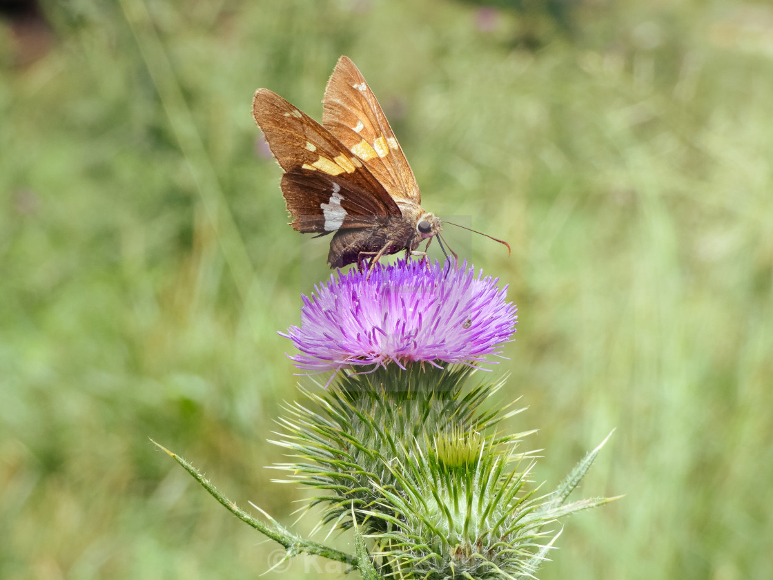 "Brown Butterfly On A Purple Flower" stock image