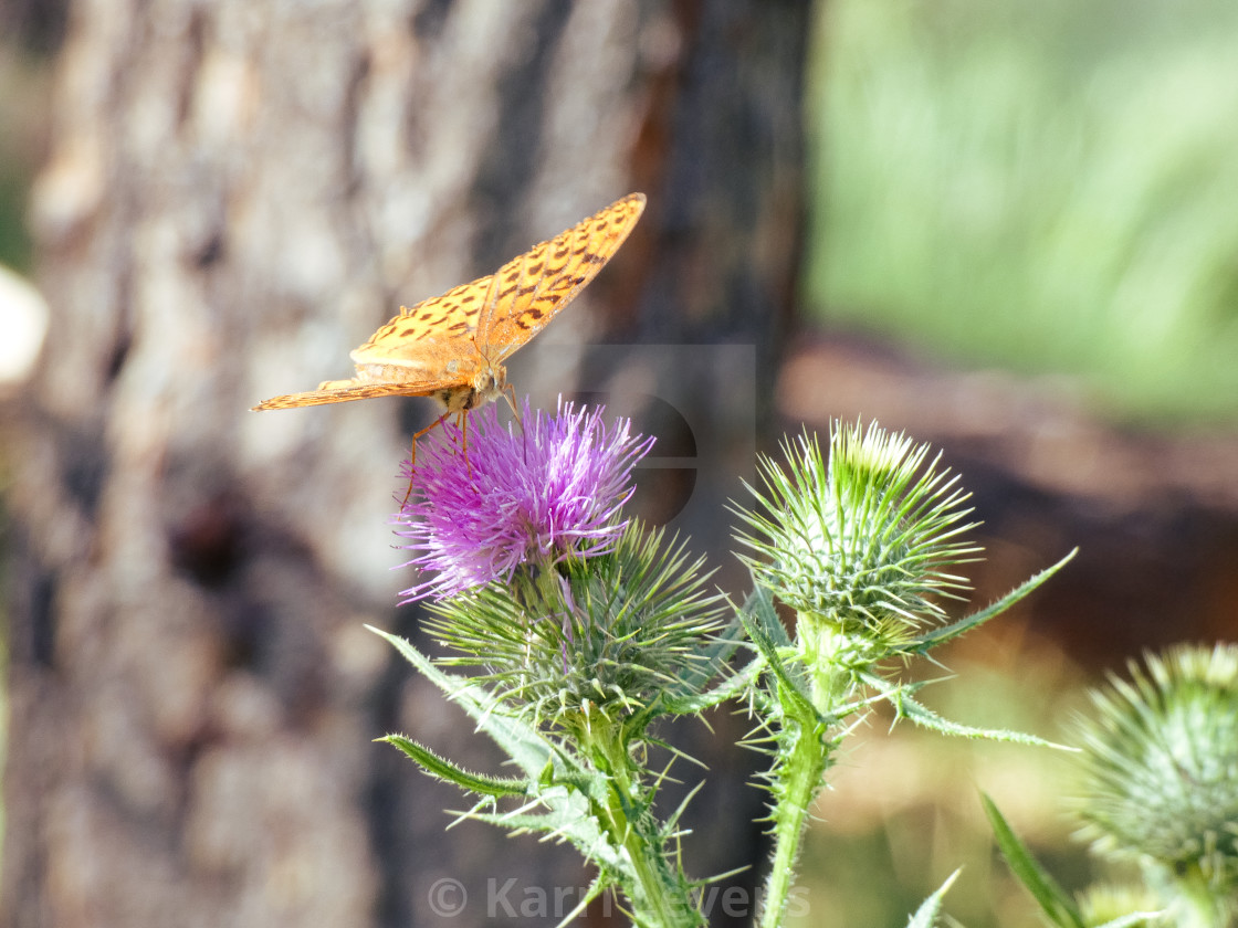 "Butterfly On A Purple Flower" stock image