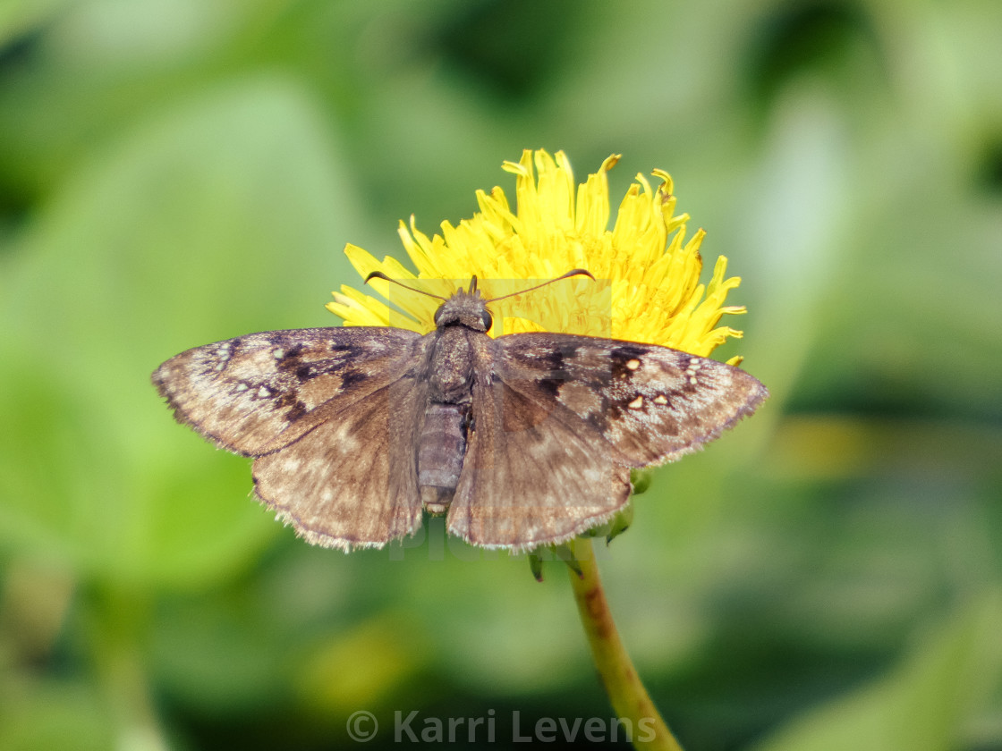 "Butterfly On A Purple Flower" stock image