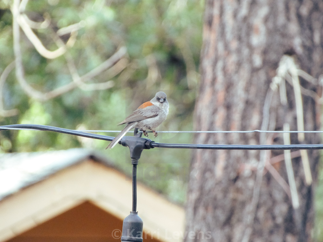 "Dark-eyed Junco On A Wire" stock image