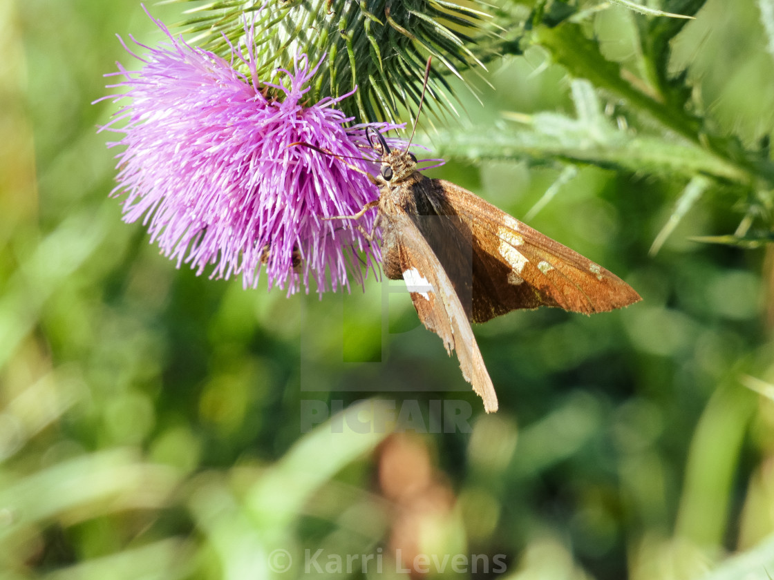 "Butterfly On A Purple Flower" stock image