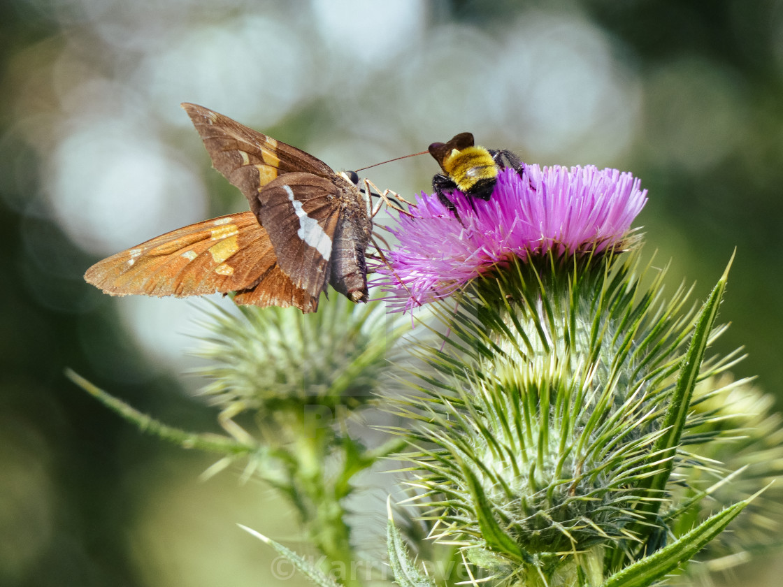 "Butterfly & Bee On A Purple Flower" stock image