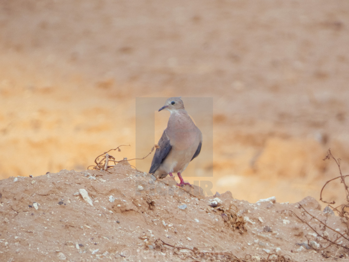 "Dove On A Dirt Hill" stock image