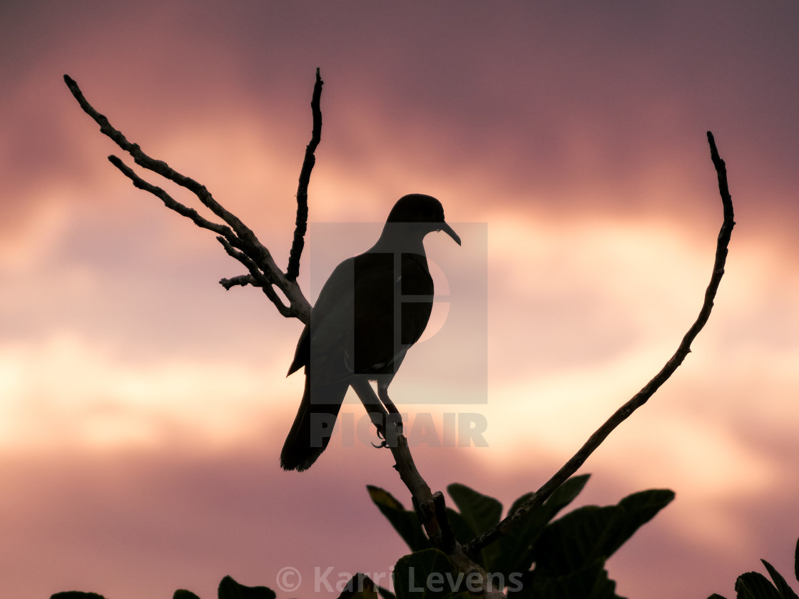 "Dove At Sunset" stock image