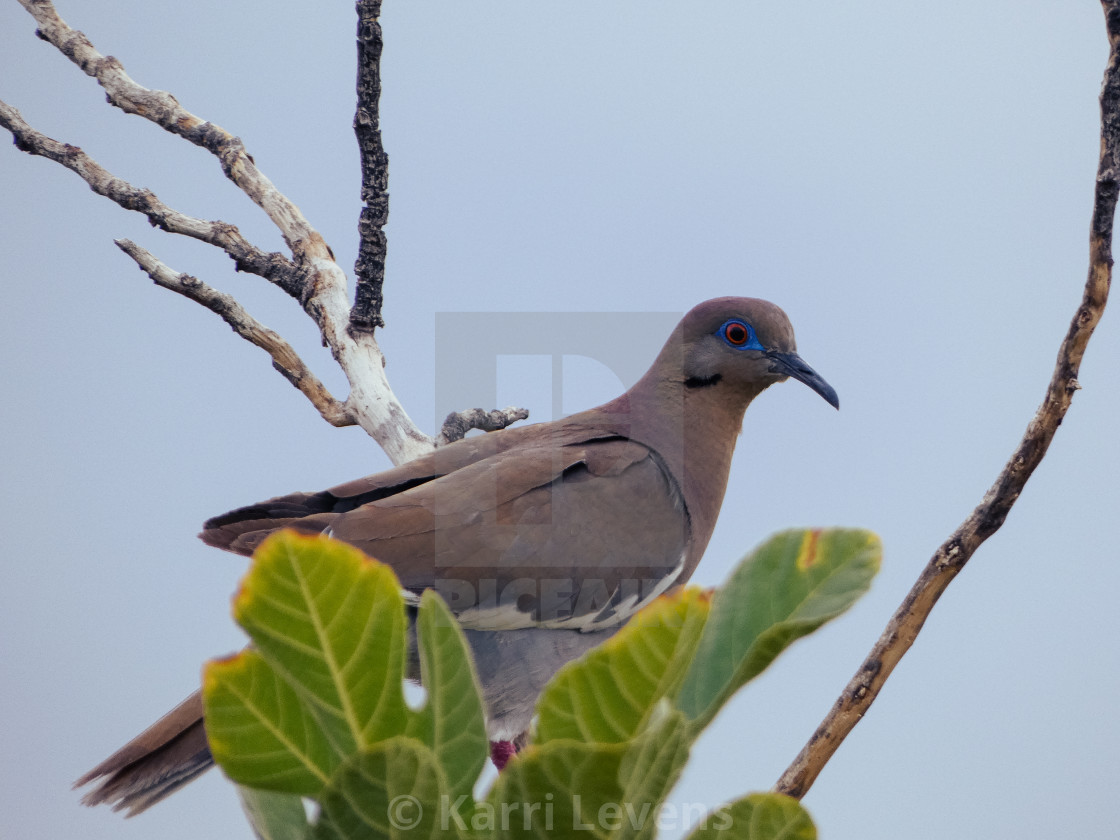 "Dove In A Tree On A Branch" stock image